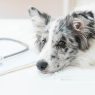 Como saber se meu pet está com dor em silêncio