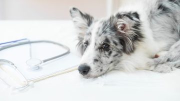 Como saber se meu pet está com dor em silêncio