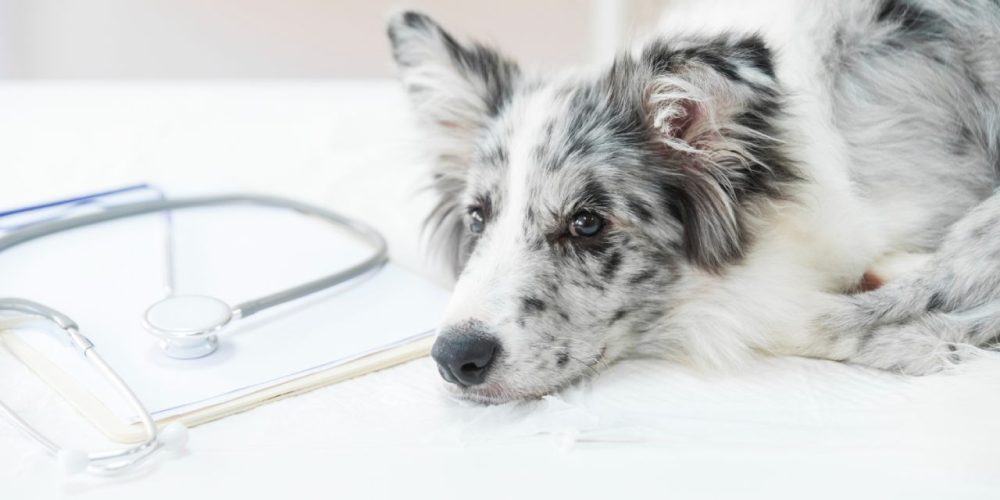 Como saber se meu pet está com dor em silêncio