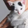 Pet respirando estranho: o que pode estar acontecendo?