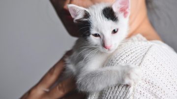 Pet respirando estranho: o que pode estar acontecendo?