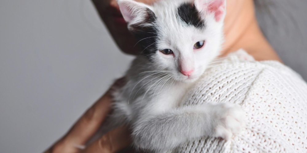 Pet respirando estranho: o que pode estar acontecendo?