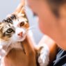 Vômito frequente em pet o que pode ser e o que fazer