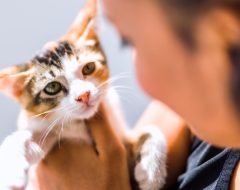 Vômito frequente em pet o que pode ser e o que fazer