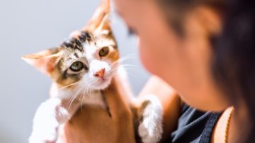 Vômito frequente em pet o que pode ser e o que fazer