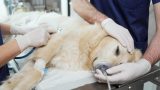 Anestesia inalatória veterinária em Itabuna - Casa do Pet