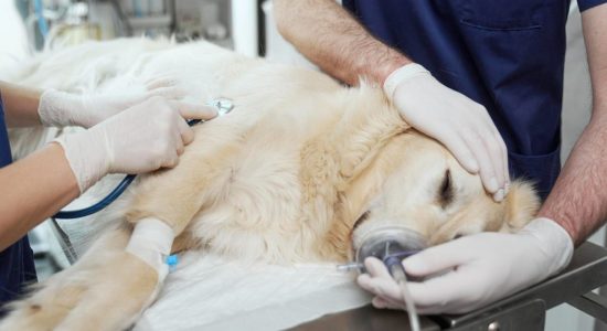 Anestesia inalatória veterinária em Itabuna - Casa do Pet