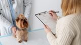 Atestado de saúde para pet em Itabuna - Casa do Pet
