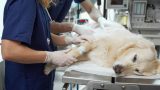 Cirurgia veterinária em Itabuna - Casa do Pet