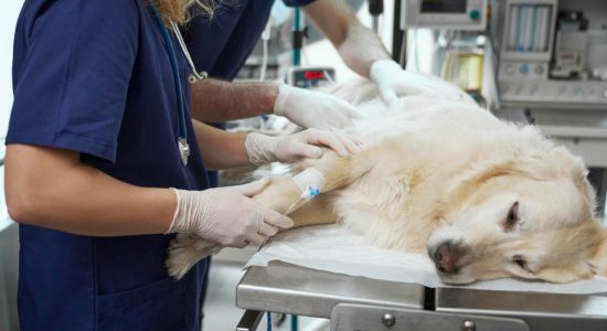 Cirurgia veterinária em Itabuna - Casa do Pet