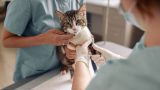 Colonoscopia veterinária em Itabuna - Casa do Pet