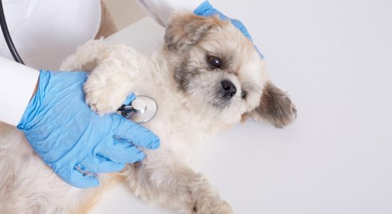 Endoscopia veterinária em Itabuna - Casa do Pet