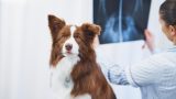 Raio-x veterinário em Itabuna - Casa do Pet