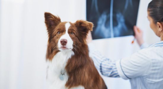 Raio-x veterinário em Itabuna - Casa do Pet