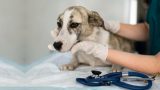 Rinoscopia veterinária em Itabuna - Casa do Pet