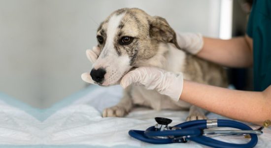 Rinoscopia veterinária em Itabuna - Casa do Pet