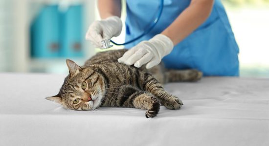 Traqueoscopia veterinária em Itabuna - Casa do Pet