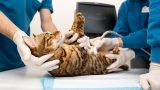 Ultrassom veterinário em Itabuna - Casa do Pet