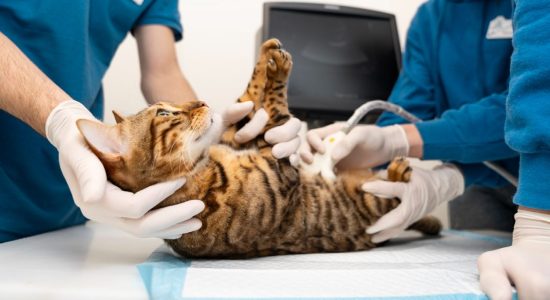 Ultrassom veterinário em Itabuna - Casa do Pet