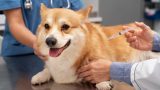 Vacinas para cães e gatos em Itabuna - Casa do Pet